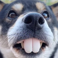 Funny Dog Teeths