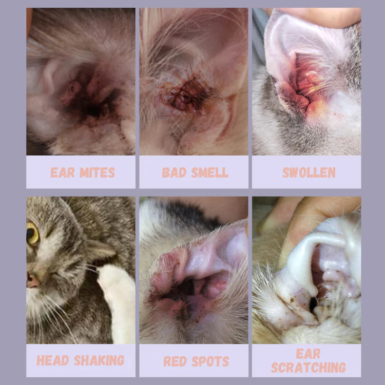 Red Spot Inside Dog Ear Dog Ear Pain And Irritation: Causes