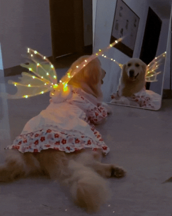 dog dressed as fairy Amazon.com : Rubies Fairy Wings Pet Costume for Dogs or Cats, M/L : Pet Supplies