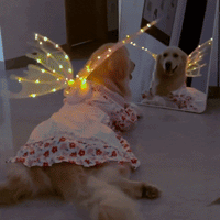Butterfly Wings for Dogs