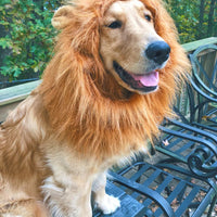 Lion Dog Costume