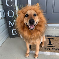 Lion Dog Costume