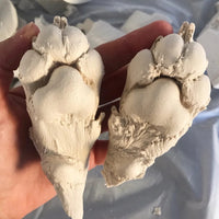 Paw Casting Kit