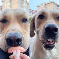Funny Dog Teeths