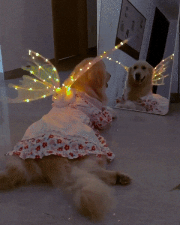 Butterfly Wings for Dogs