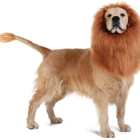 Lion Dog Costume