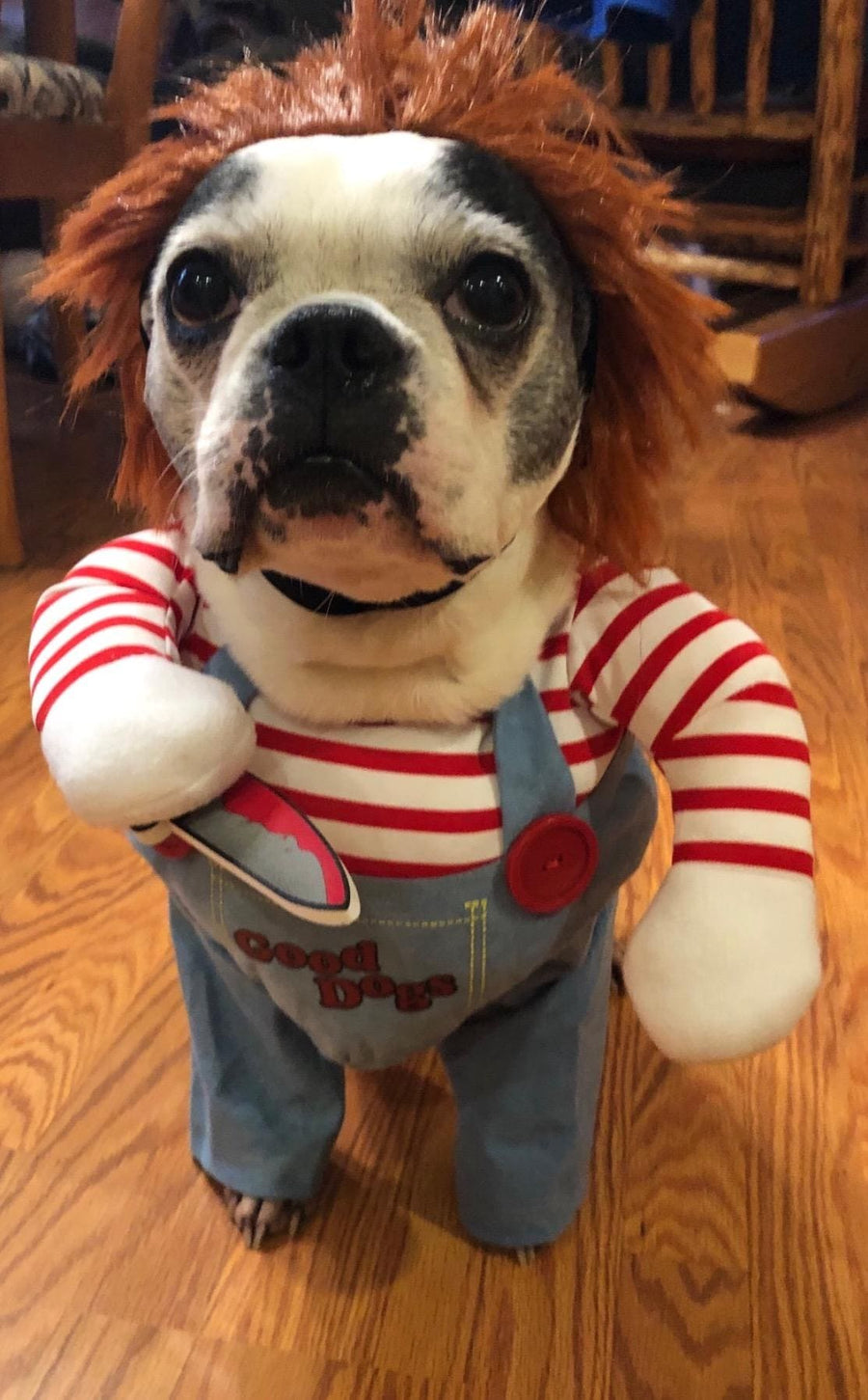 Halloween Dog Costume