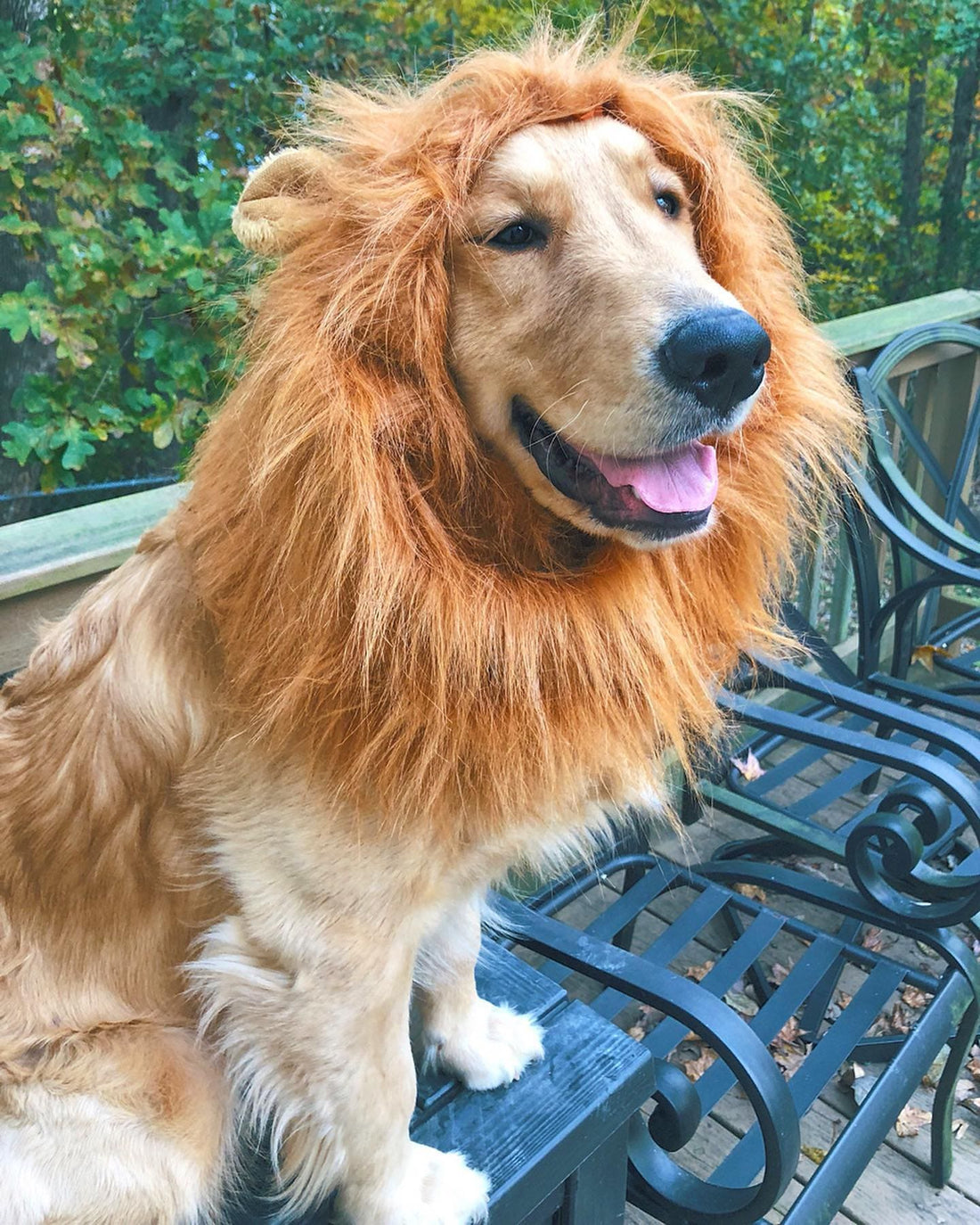 Lion Dog Costume Lion Dog Costume