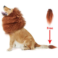 Lion Dog Costume