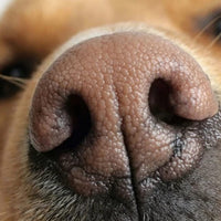 Ink Pads for Nose Prints - NEW! - Veterinary Wisdom